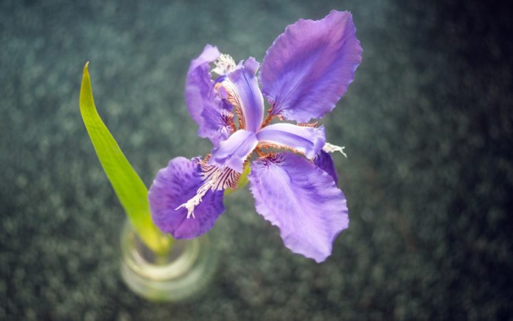 flower, Purple, Leaf, Vase, Beautiful, Close up HD Wallpaper Desktop Background