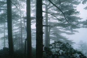 forest, Trees, Fog