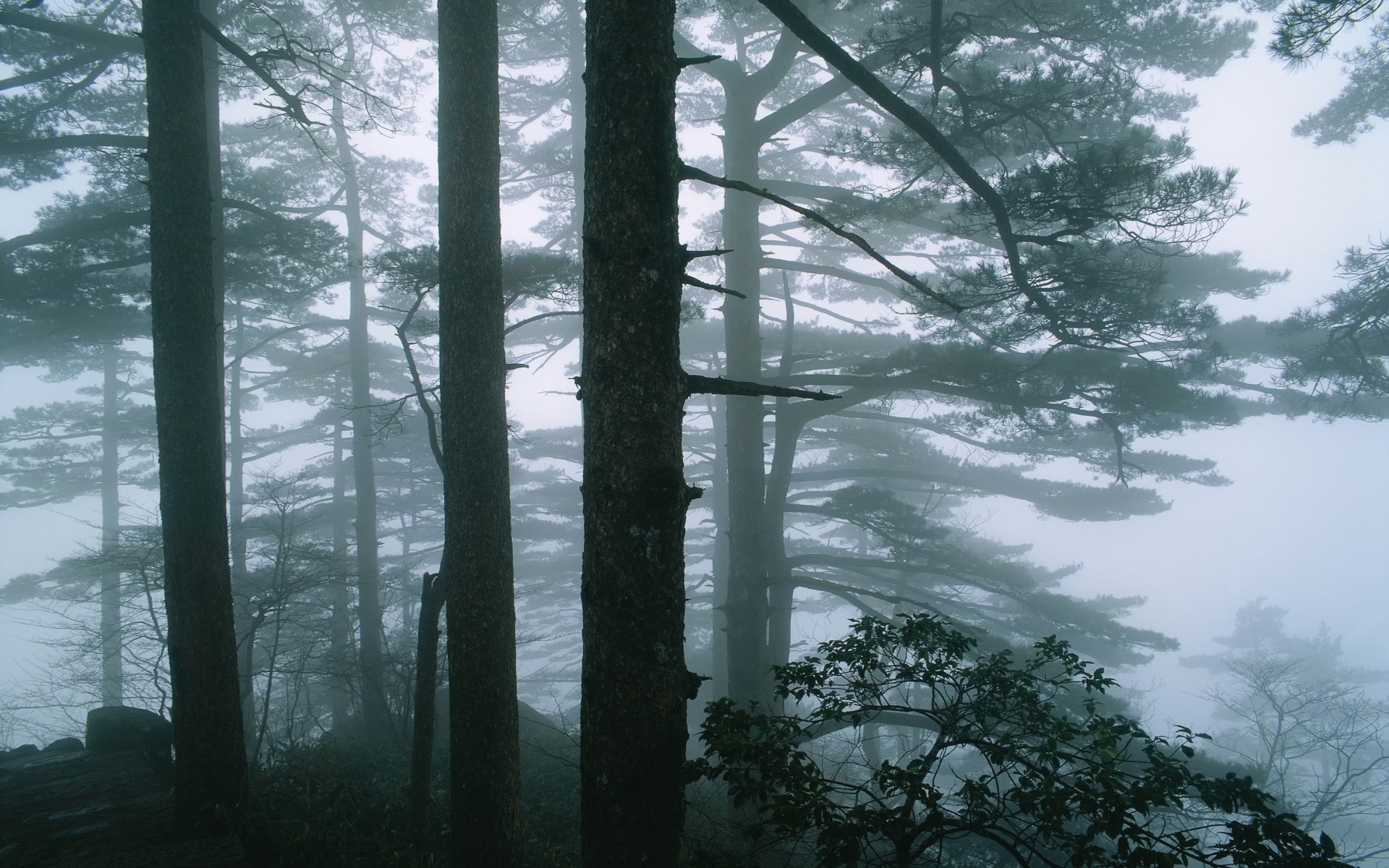 forest, Trees, Fog Wallpaper