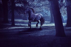 horse, Forest, Dusk, Darkness, Night, Horse, Trees, Rendering, Trees, 3d