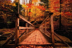 autumn, Park, Bridge, Trees, Forest, Rivers
