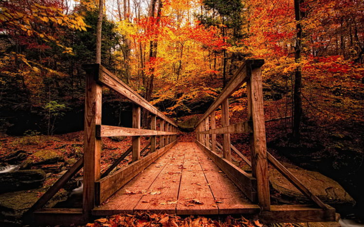 autumn, Park, Bridge, Trees, Forest, Rivers HD Wallpaper Desktop Background