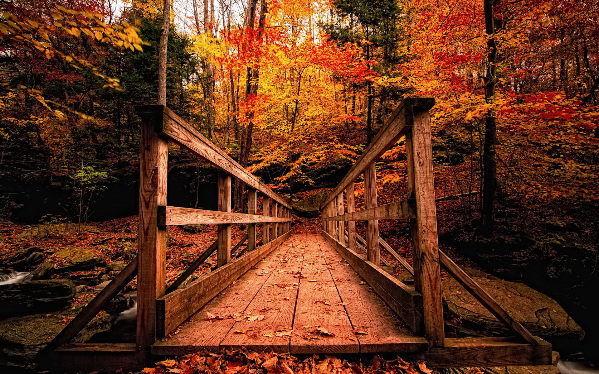 autumn, Park, Bridge, Trees, Forest, Rivers Wallpaper