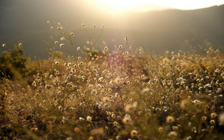 nature, Meadow, Grass, Mountains, Meadow, Forest, Vegetation, Sunset, Sunrise HD Wallpaper Desktop Background