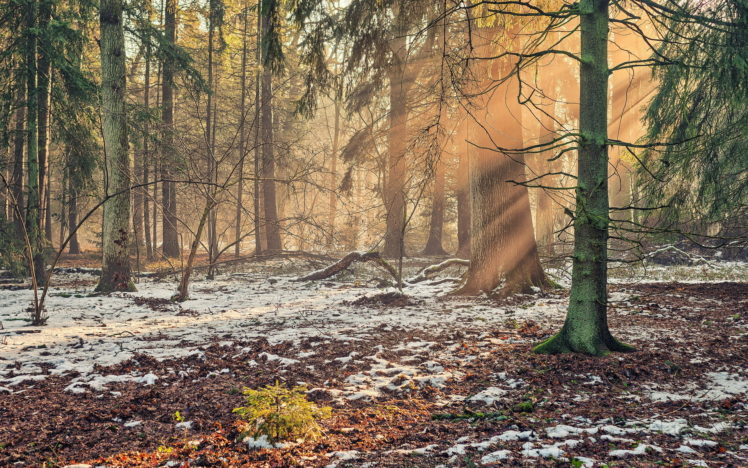 forest, Nature, Landscape, Sunlight HD Wallpaper Desktop Background