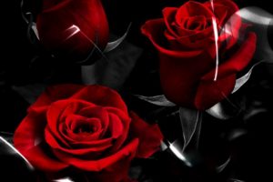 wallpaper, New, Image, Roses, Color, Expression