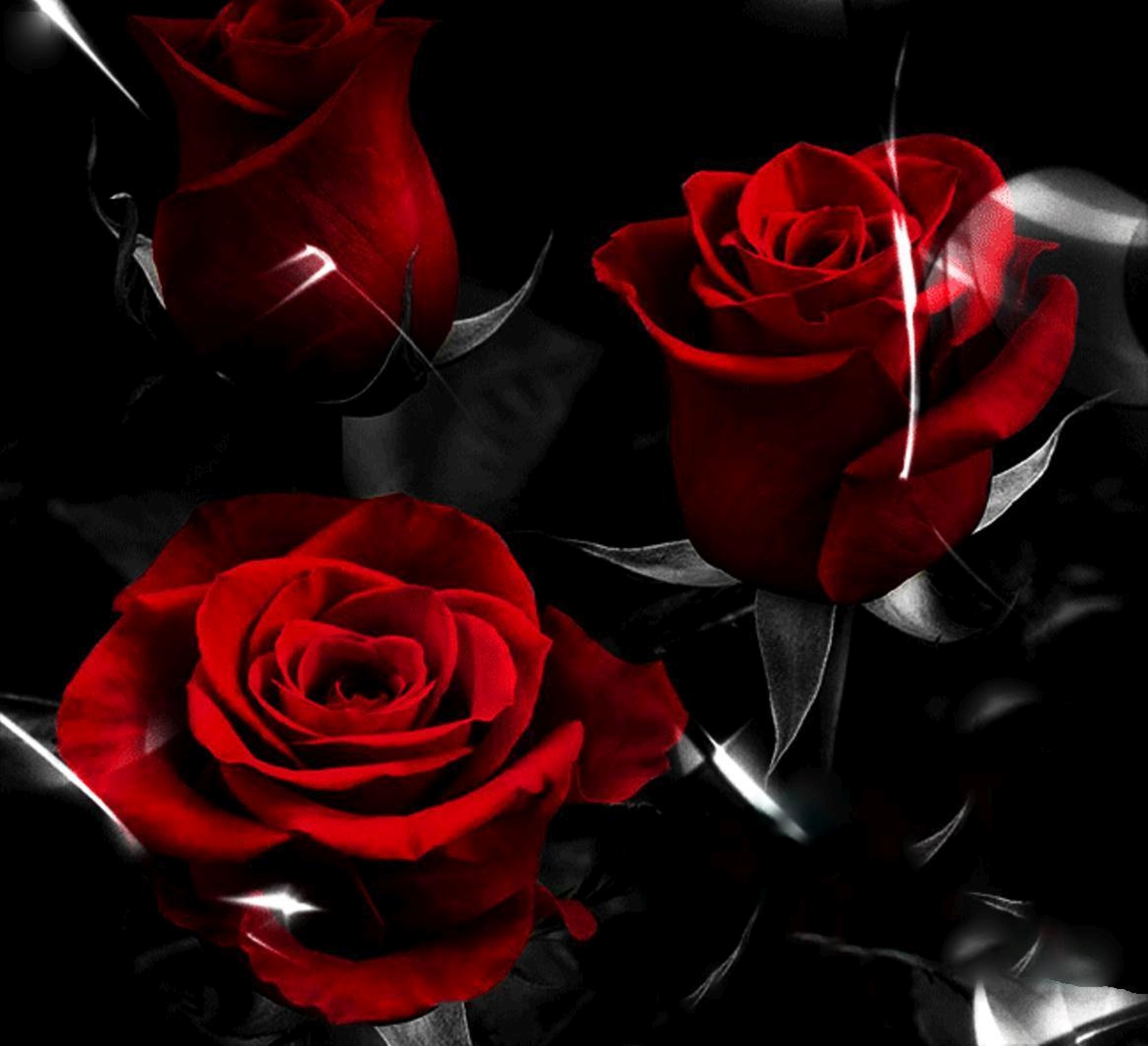 wallpaper, New, Image, Roses, Color, Expression Wallpaper