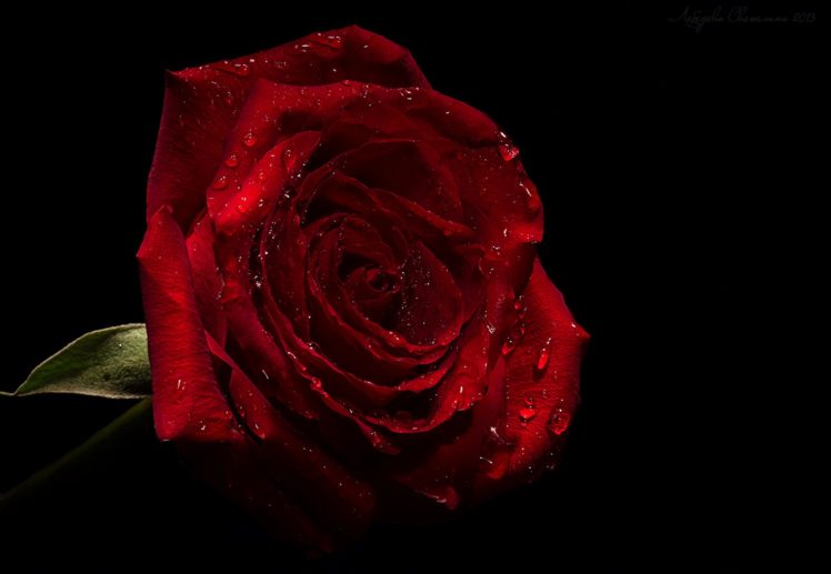 for, You, Roses, Love, Nature, Drops, Rose, Petals, Flowers, With, Love HD Wallpaper Desktop Background