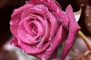 flower, Rose