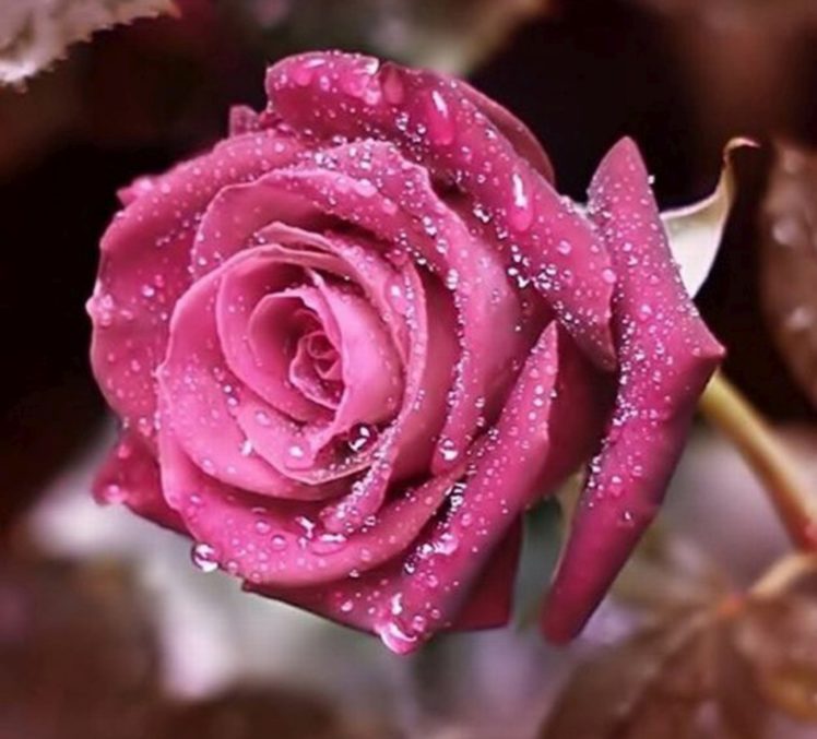 flower, Rose HD Wallpaper Desktop Background