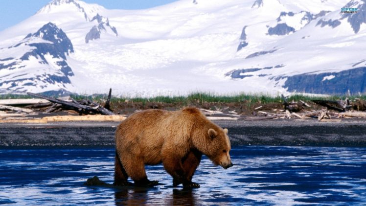 bear, Rivers, Mountains HD Wallpaper Desktop Background