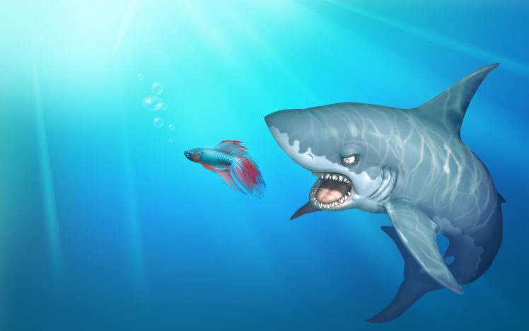 beta, Fish, Underwater, Shark, Great, White, Animals HD Wallpaper Desktop Background