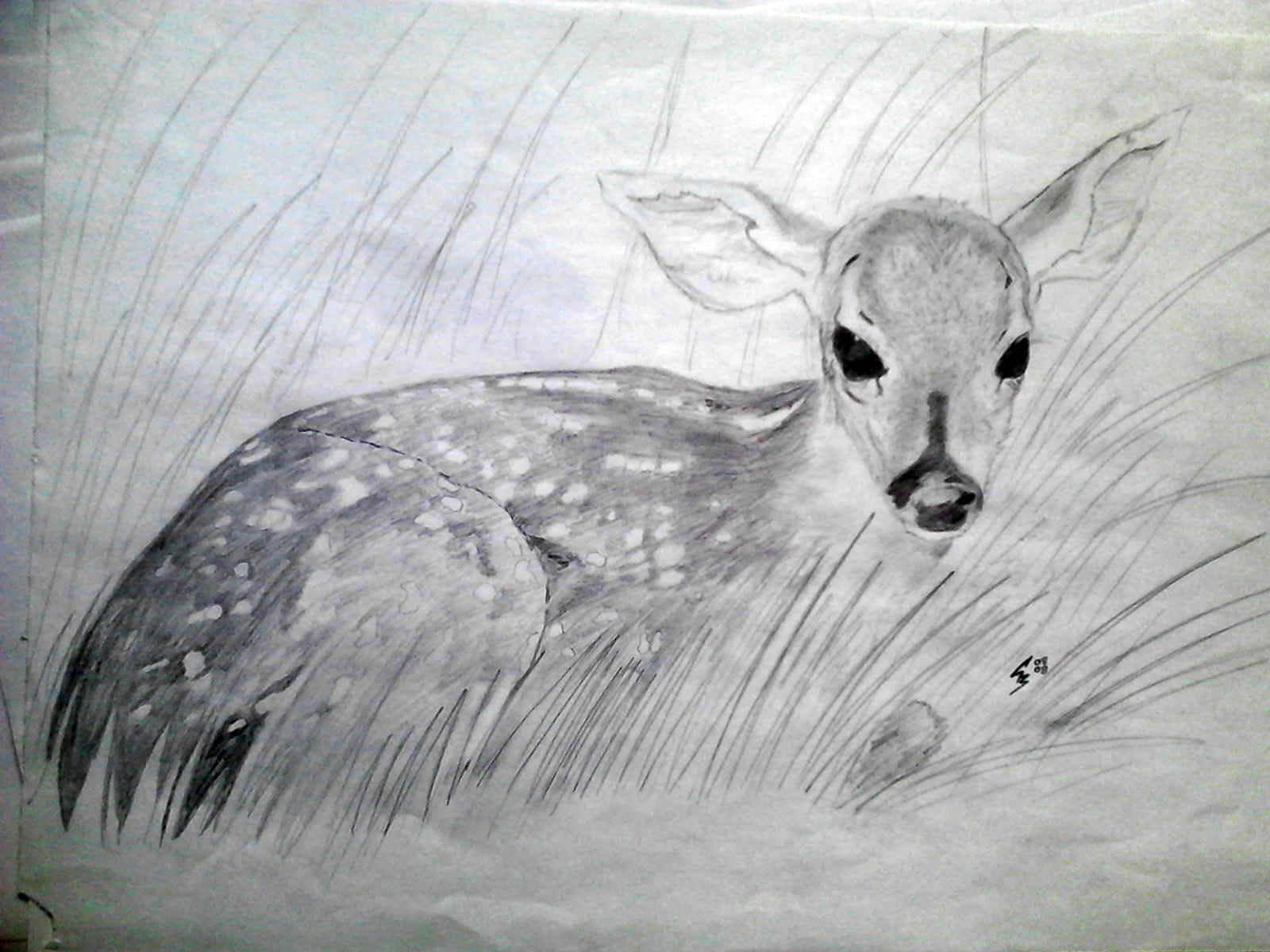 deer Wallpaper