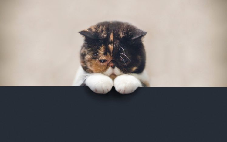 cats HD Wallpaper Desktop Background