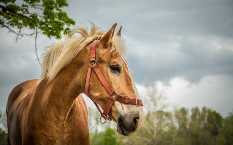 horse, Animal HD Wallpaper Desktop Background