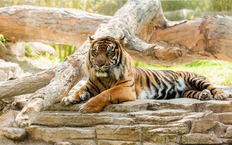 tiger, Cat, Predator, Animal HD Wallpaper Desktop Background