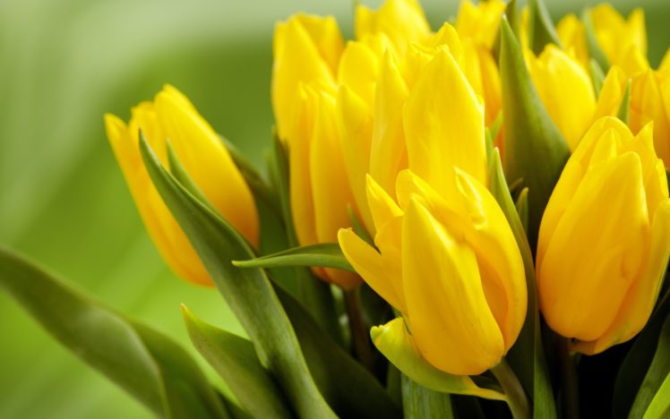 tulips, Yellow, Flowers, Spring, Buds, Leaves HD Wallpaper Desktop Background