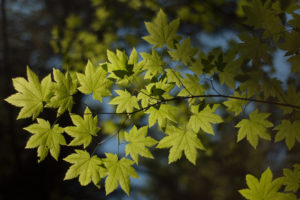 macro, Foliage, Nature, Branch, Leaves