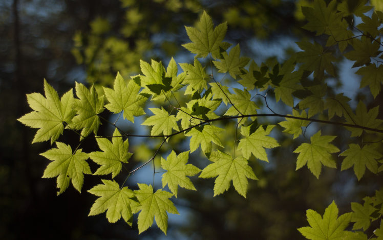 macro, Foliage, Nature, Branch, Leaves HD Wallpaper Desktop Background