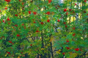 rowan, Bush, Trees, Forest, Berries, Leaves