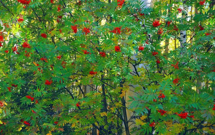 rowan, Bush, Trees, Forest, Berries, Leaves HD Wallpaper Desktop Background