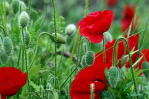 flowers, Field, Poppies, Red, Stems, Leaves, Bright