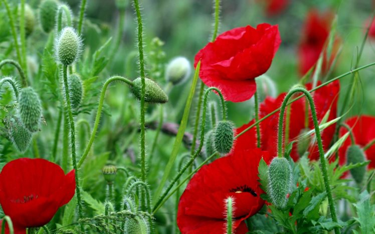 flowers, Field, Poppies, Red, Stems, Leaves, Bright HD Wallpaper Desktop Background