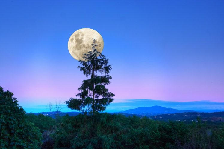 forest, Sumarkov, Moon, Night, Trees HD Wallpaper Desktop Background