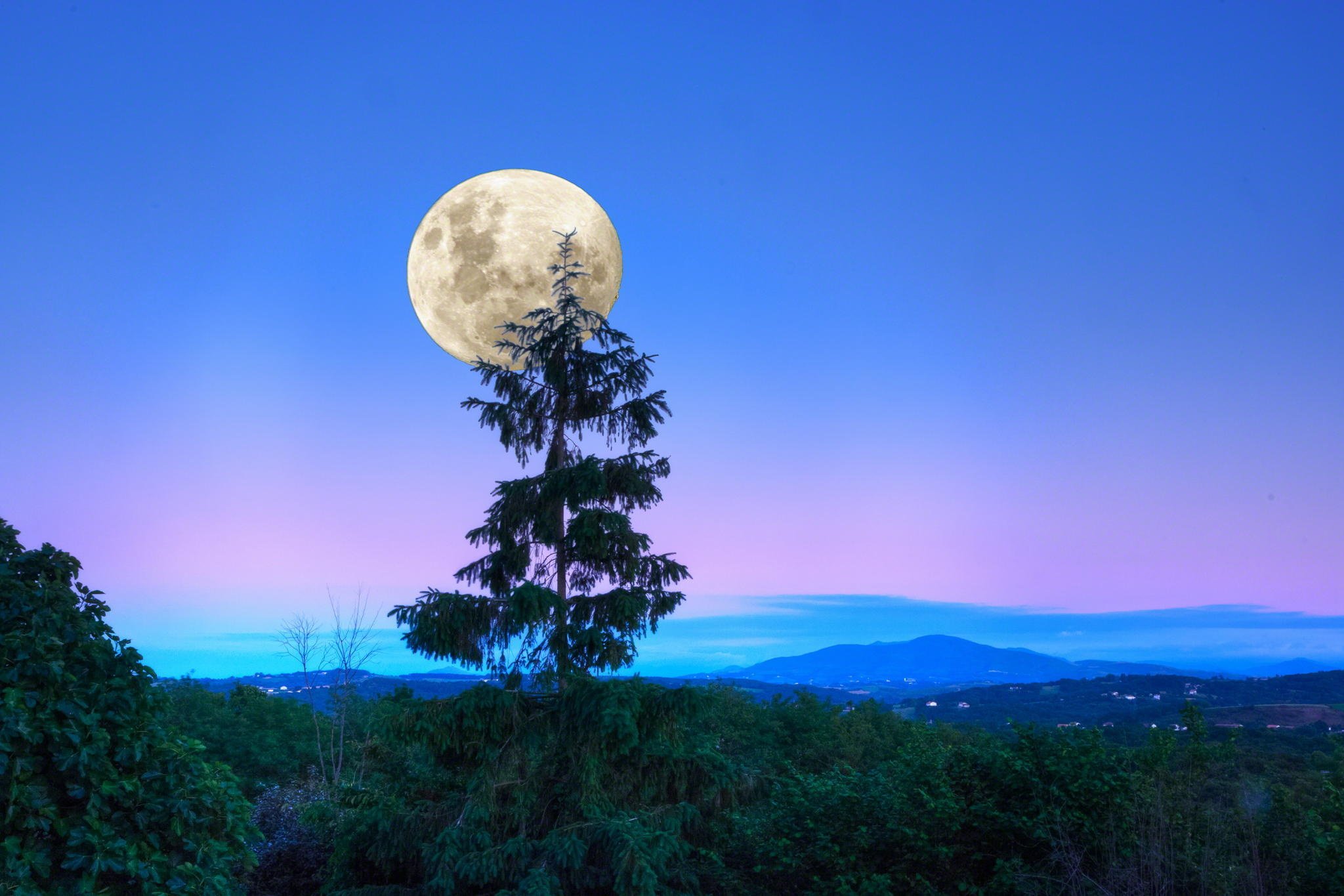 forest, Sumarkov, Moon, Night, Trees Wallpapers HD / Desktop and Mobile