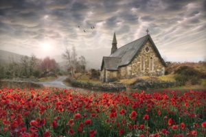 birds, Poppies, Church, Ireland, Flowers, Landscape, Poppy