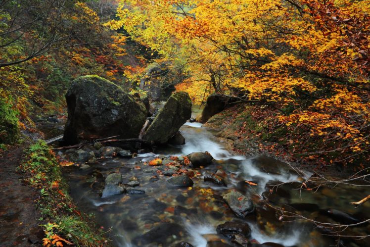 river, Autumn, Stone, Wood, Moss, Twigs, Creek, Japan, Yamagata, Prefecture, Yamagata, Perfectura, Japan HD Wallpaper Desktop Background