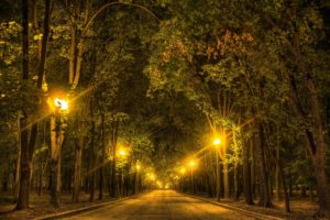 road, Trees, Night, Lights, Autumn, Forest