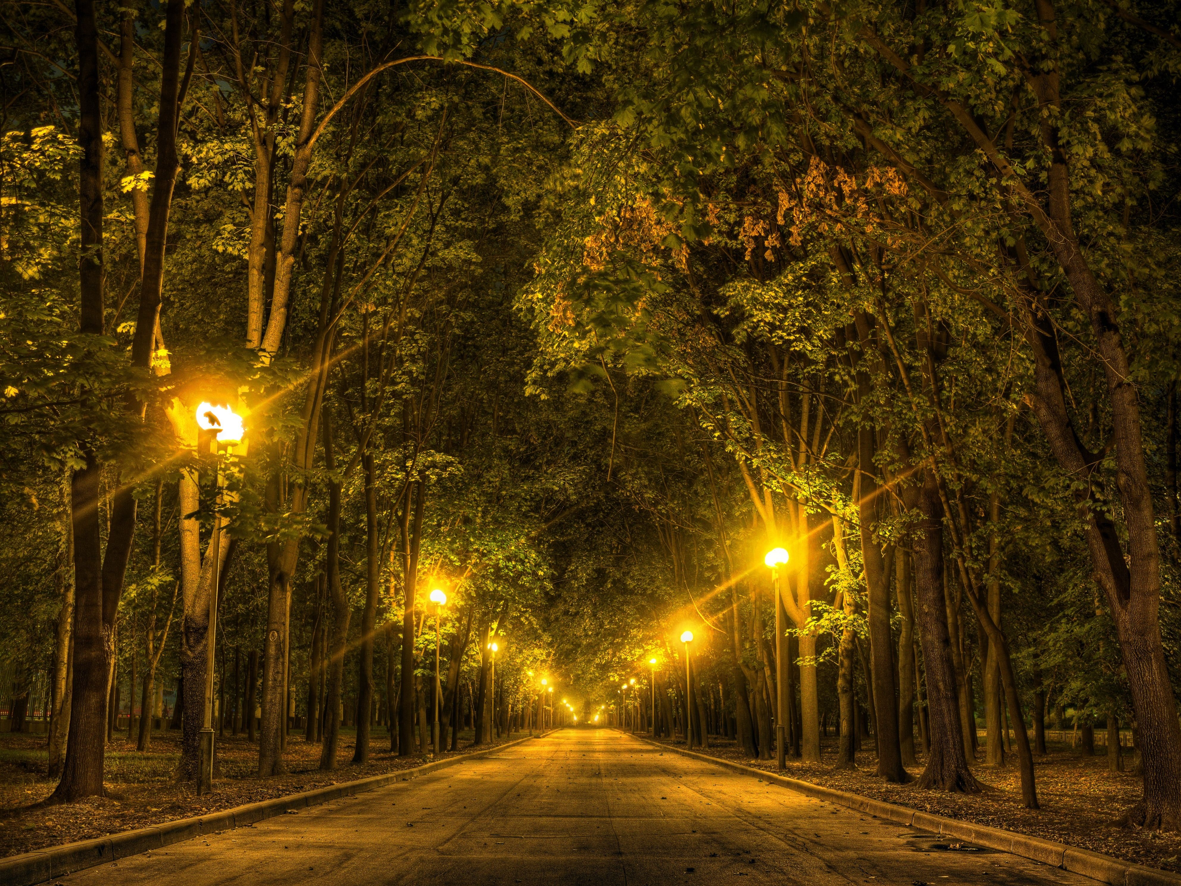 road, Trees, Night, Lights, Autumn, Forest Wallpaper