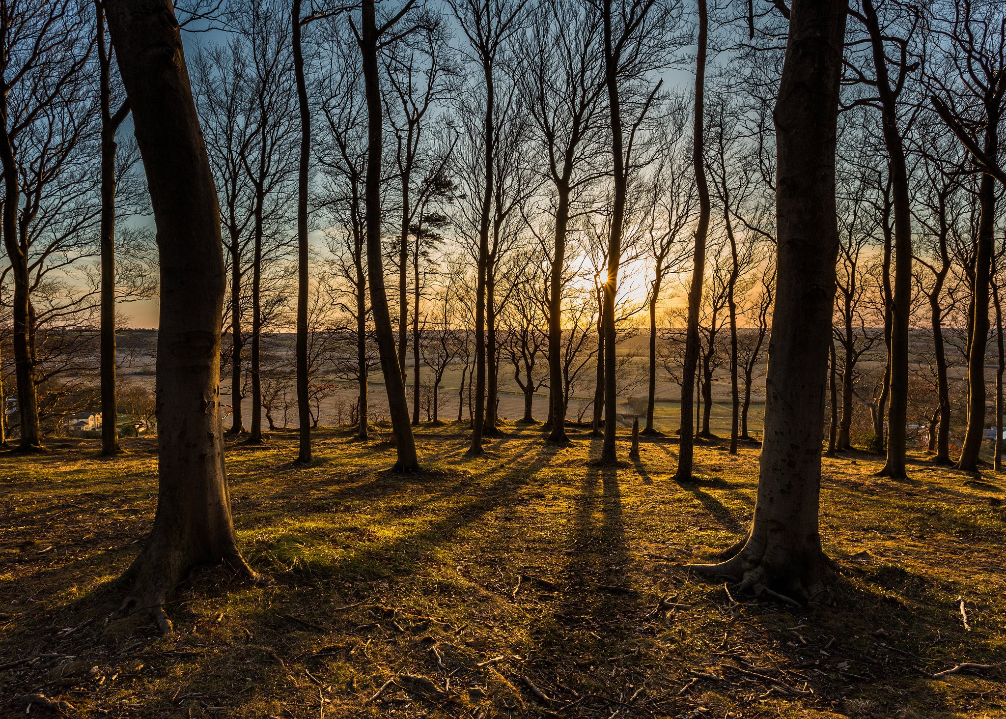 sun, Sunset, Forest, Species, Trees, Autumn Wallpapers HD / Desktop and ...