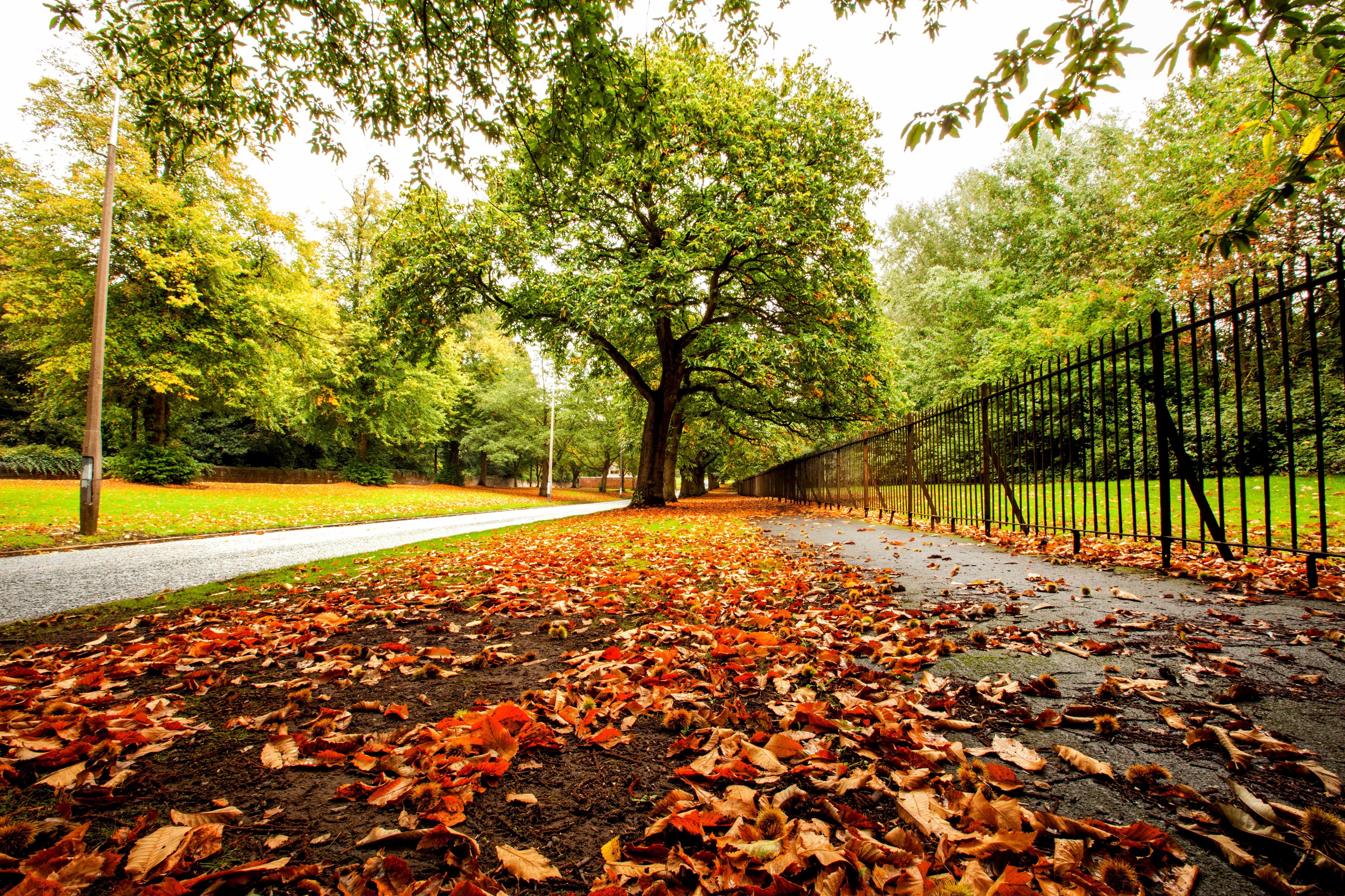 colorful, Autumn, Nature, Leaves, Forest, Park, Trees, Path, Road, Fence Wallpaper