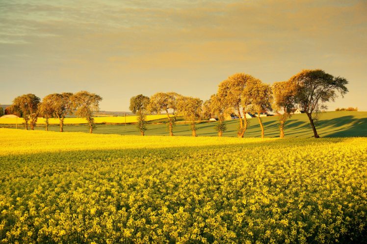 field, Trees, Flowers, Landscape HD Wallpaper Desktop Background