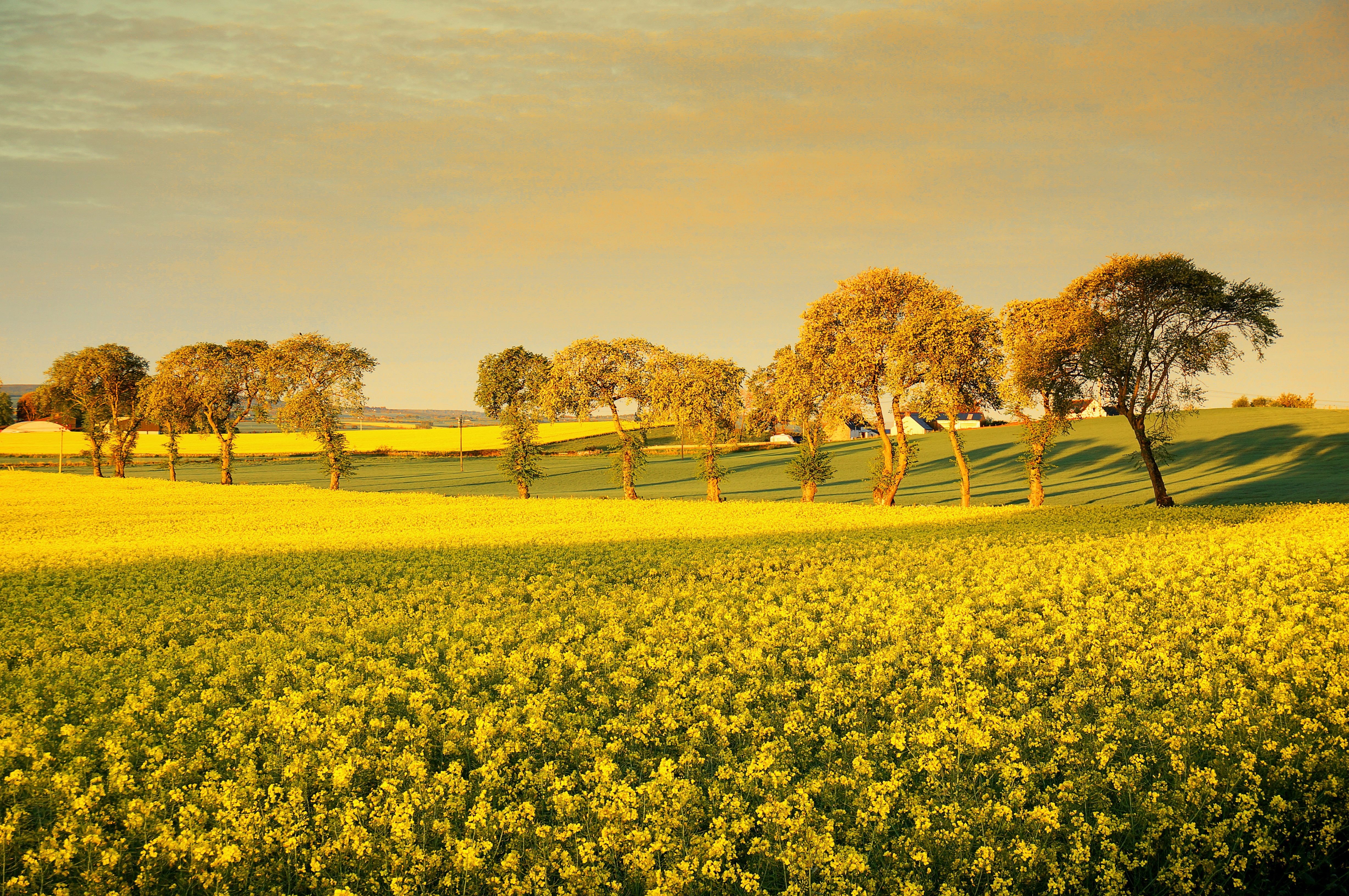 field, Trees, Flowers, Landscape Wallpaper