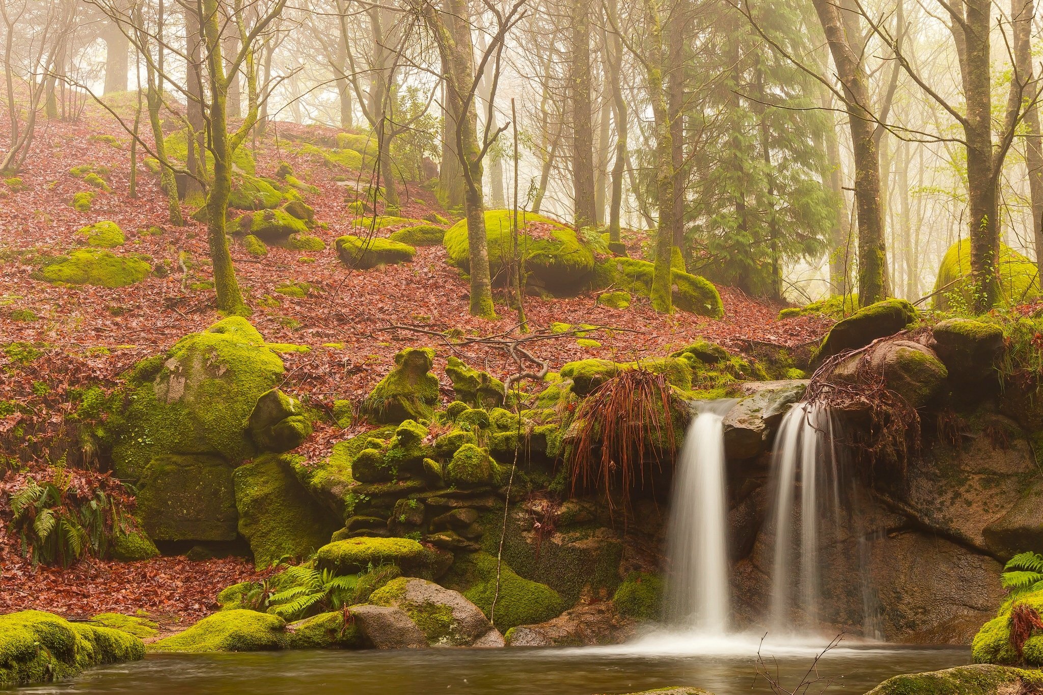 forest, Trees, Autumn, Waterfall, Stones, Moss Wallpaper