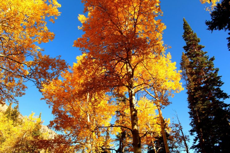 autumn, Landscape, Trees, Nature HD Wallpaper Desktop Background