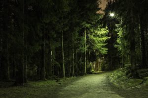 forest, Park, Road, Derevtya, Night, Light, Lamp