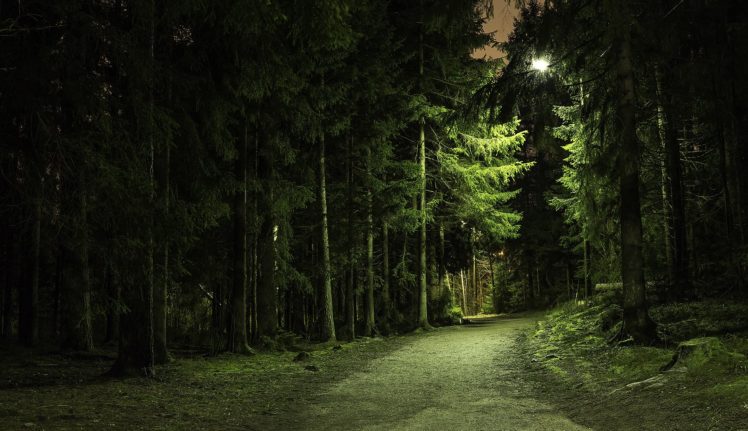 forest, Park, Road, Derevtya, Night, Light, Lamp HD Wallpaper Desktop Background