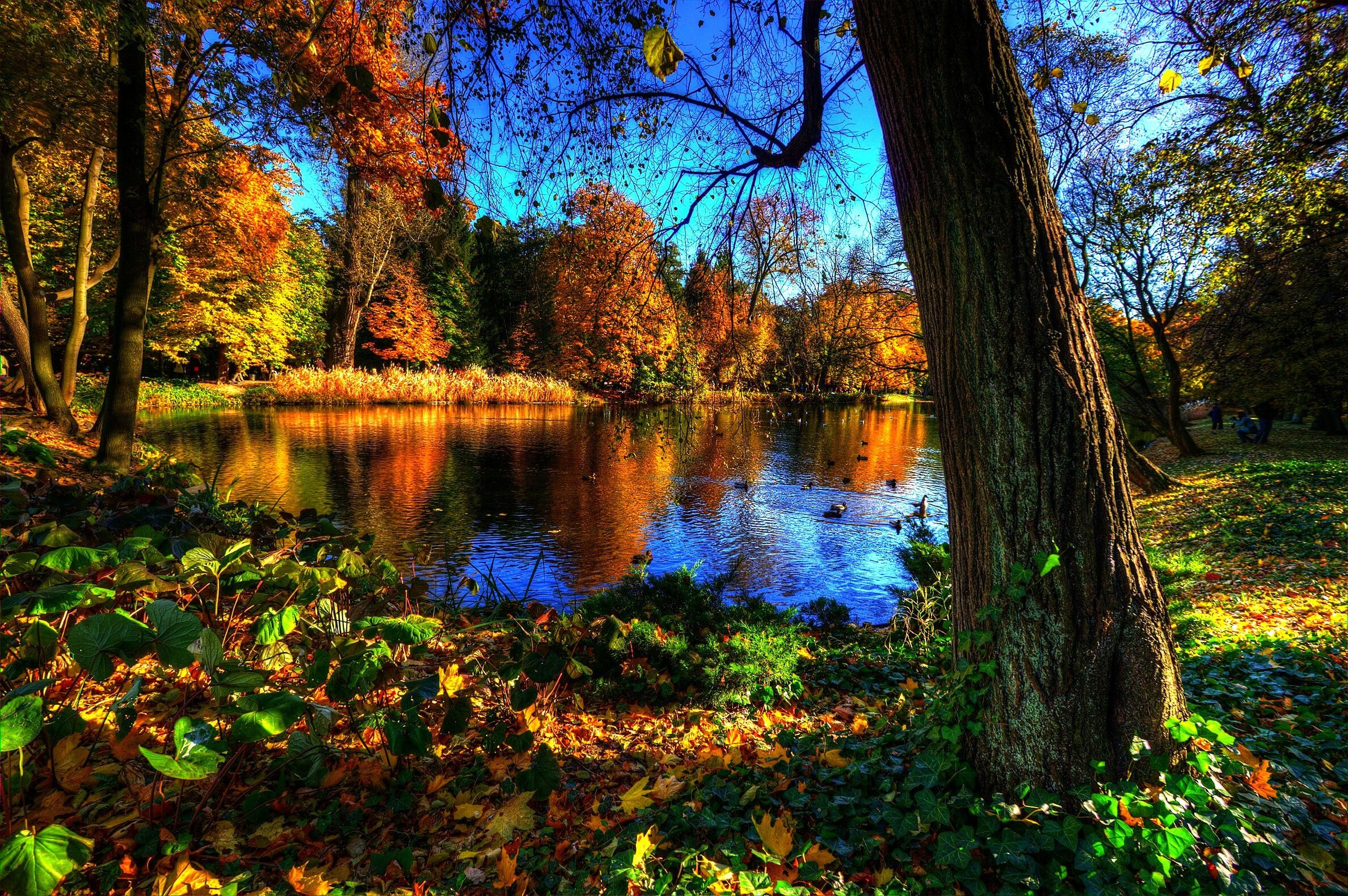 royal, Baths, Park, Warsawa, Landscape, Autumn, Lake Wallpaper