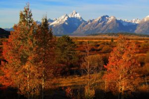 grand, Teton, National, Park, Trees, United, States, Wyoming, Autumn, Mountains