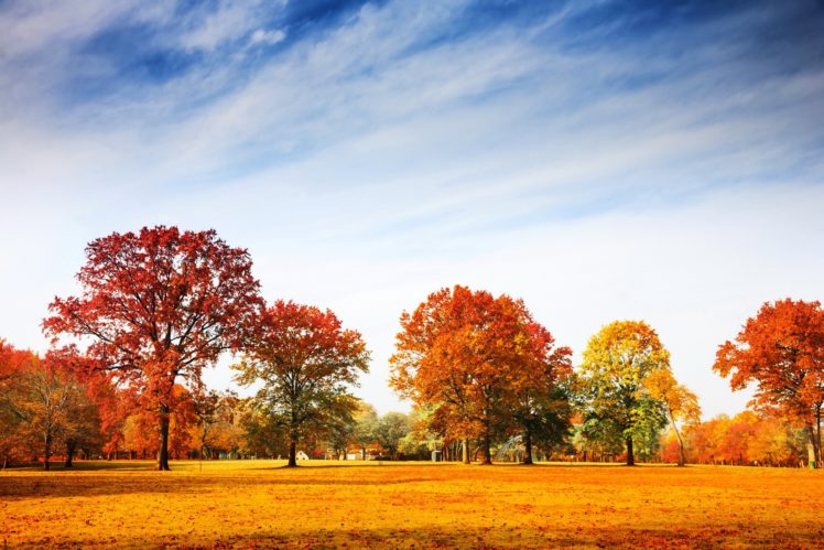 trees, Grass, Nature, Autumn, Sky HD Wallpaper Desktop Background