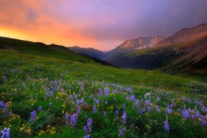 flowers, Sky, Meadow, Dawson, Creek, Canada, British, Columbia