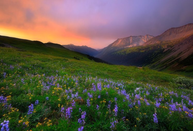 flowers, Sky, Meadow, Dawson, Creek, Canada, British, Columbia HD Wallpaper Desktop Background