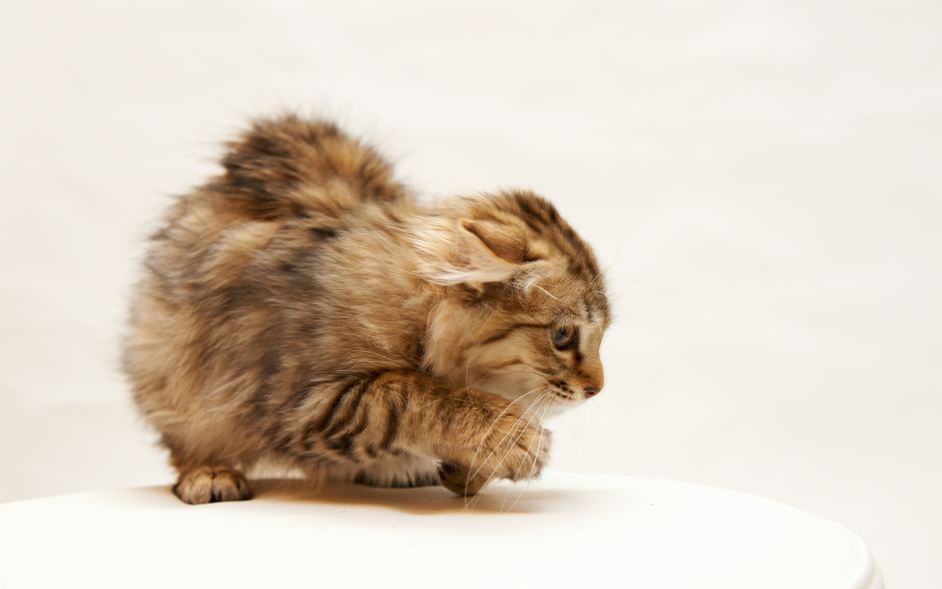 cat, Kitten Wallpaper