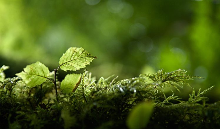foliage, Branches, Nature, Foliage, Forest, Bokeh, Drops HD Wallpaper Desktop Background