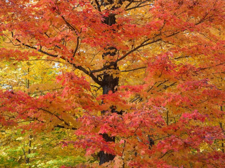 leaves, Tree, Autumn HD Wallpaper Desktop Background