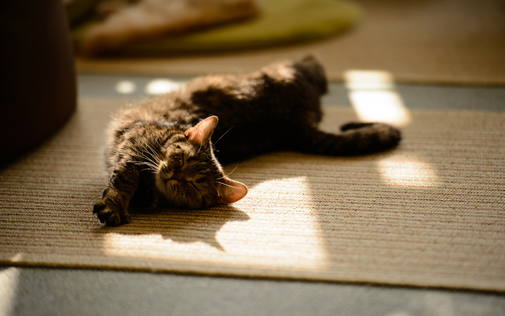 cat, Stretch, Rest Wallpaper